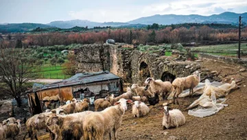 Ενίσχυση de minimis: Πληρώθηκαν 29,5 εκατ. ευρώ σε 26.218 παραγωγούς μηδικής