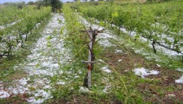 ΥΠΑΑΤ: Νομοθετική παρέμβαση για τη στήριξη των παραγωγών που επλήγησαν από τα ακραία καιρικά φαινόμενα του Ιουλίου
