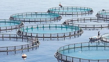 Κυοφορείται νέο deal στις ιχθυοκαλλιέργειες- Πρόταση εξαγοράς για “Γαλαξίδι”