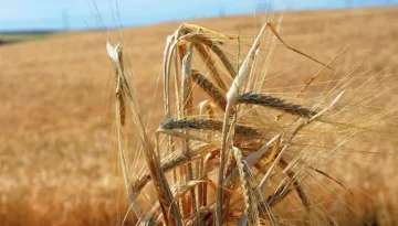 Σιτάρι: Στα ύψη οι τιμές μετά τις νέες πολεμικές επιθέσεις στη Μαύρη Θάλασσα