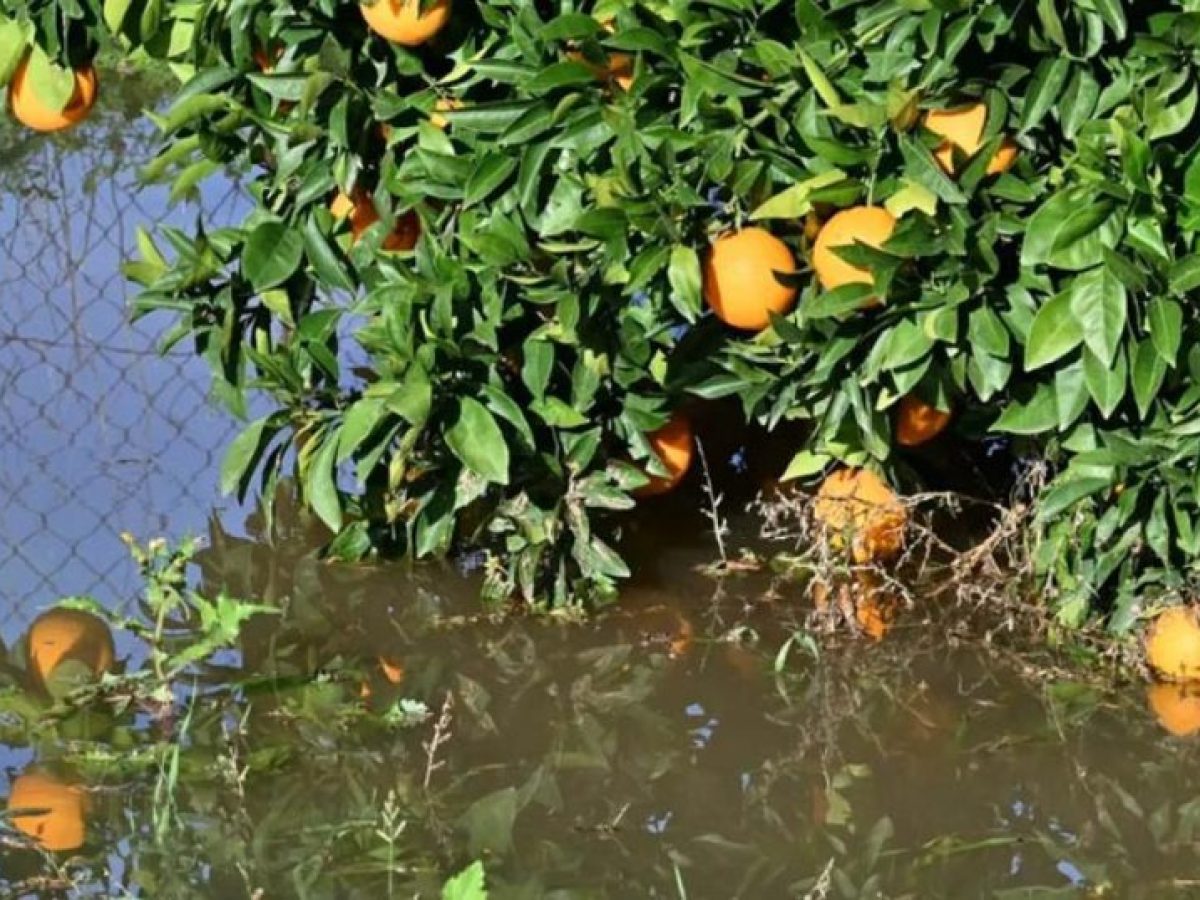 Νέα παρέμβαση για τη στήριξη των παραγωγών που επλήγησαν από τις καταιγίδες του Ιουλίου