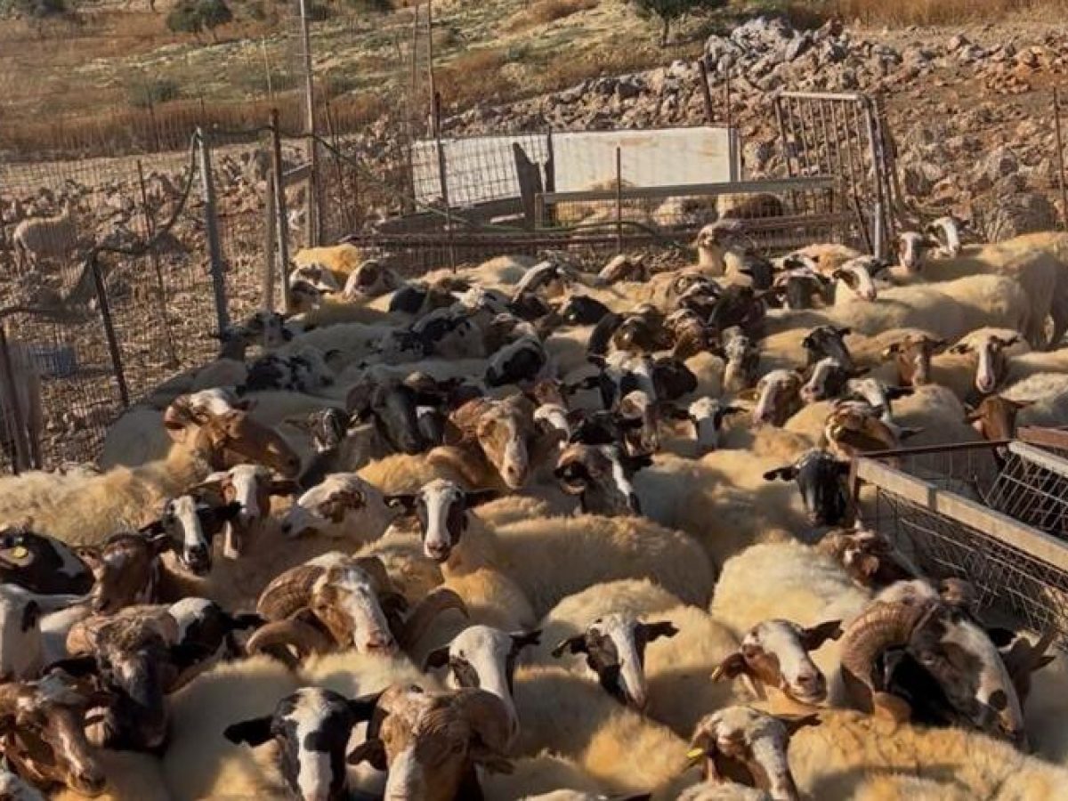 ΑΑΔΕ: Μαζικοί έλεγχοι σε κτηνοτρόφους στην Κρήτη για αγροτικές επιδοτήσεις στα Ζωνιανά  – Eντοπίστηκαν 22 περιπτώσεις