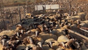 ΑΑΔΕ: Μαζικοί έλεγχοι σε κτηνοτρόφους στην Κρήτη για αγροτικές επιδοτήσεις στα Ζωνιανά  – Eντοπίστηκαν 22 περιπτώσεις
