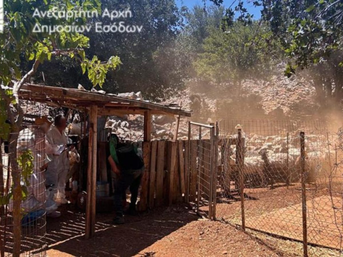 ΑΑΔΕ: Έλεγχος στην Κρήτη για αγροτικές επιδοτήσεις, 120 από τους 195 κτηνοτρόφους δεν προσήλθαν