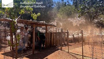 ΑΑΔΕ: Έλεγχος στην Κρήτη για αγροτικές επιδοτήσεις, 120 από τους 195 κτηνοτρόφους δεν προσήλθαν