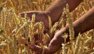 Ποιες αλλαγές φέρνει στη διακίνηση αγροτικών προϊόντων το ψηφιακό δελτίο αποστολής