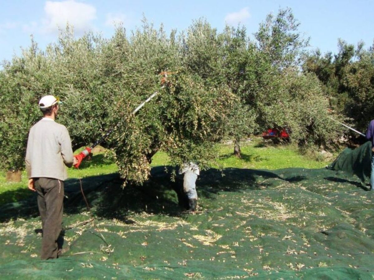 Συναγερμός για τις ελιές – «Βουτιά» στην παραγωγή, πού θα κυμανθούν οι τιμές – Aftodioikisi.gr