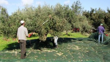Συναγερμός για τις ελιές – «Βουτιά» στην παραγωγή, πού θα κυμανθούν οι τιμές – Aftodioikisi.gr
