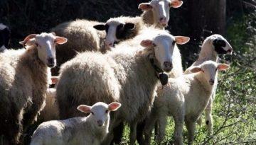 Στήριξη 4,2 εκατ. ευρώ σε πληγέντες κτηνοτρόφους