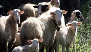 Ξανά «χώρα απαλλαγμένη από την πανώλη μικρών μηρυκαστικών» η Ελλάδα