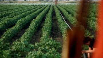ΑΑΔΕ: Πληρώθηκαν 22 εκατ. ευρώ σε 4.882 παραγωγούς – Στις ενισχύσεις και Αχαΐα, Ηλεία | Ειδήσεις