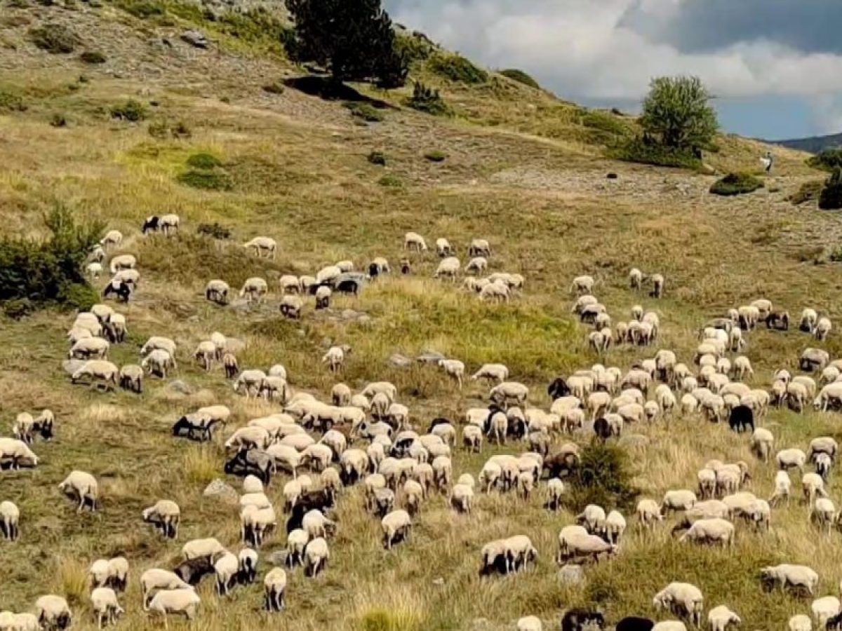 Νέα ψηφιακή εποχή στις δηλώσεις ΟΣΔΕ: Μέσω «myAGRO» η ενιαία αίτηση ενίσχυσης