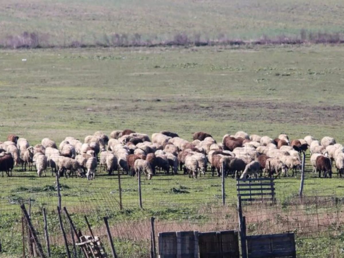 Αποζημιώσεις 38,1 εκατ. ευρώ σε κτηνοτρόφους στη Λέσβο για απώλεια εισοδήματος