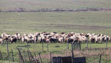 Αποζημιώσεις 38,1 εκατ. ευρώ σε κτηνοτρόφους στη Λέσβο για απώλεια εισοδήματος