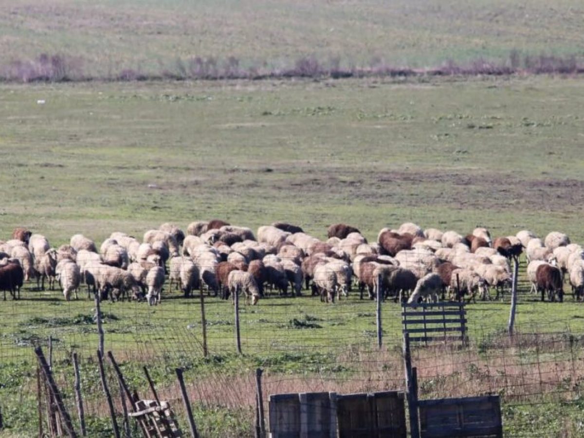 Έλεγχοι ΑΑΔΕ σε στάνες της Κρήτης – Κλήθηκαν 195 κτηνοτρόφοι, 120 δεν προσήλθαν και χάνουν τις επιδοτήσεις