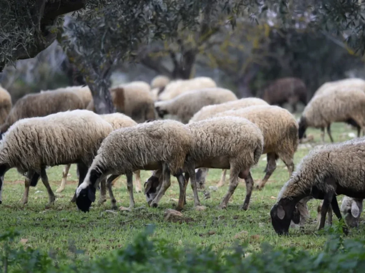 ΑΑΔΕ: Πρώτος μαζικός έλεγχος για αγροτικές επιδοτήσεις στην Κρήτη – Παραβάσεις σε 22 κτηνοτρόφους