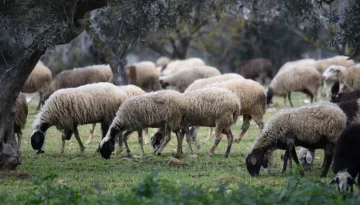 ΑΑΔΕ: Πρώτος μαζικός έλεγχος για αγροτικές επιδοτήσεις στην Κρήτη – Παραβάσεις σε 22 κτηνοτρόφους